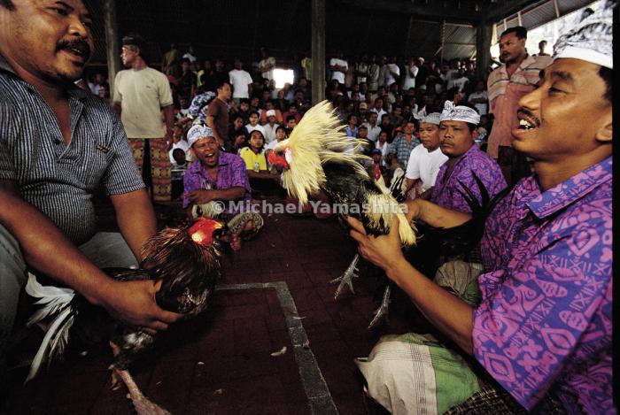 CHUTOGEL - Sabung ayam di Sulawesi dengan elemen taruhan