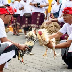 CHUTOGEL - Sejarah taruhan dalam sabung ayam Bali