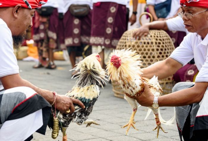 CHUTOGEL - Sejarah taruhan dalam sabung ayam Bali